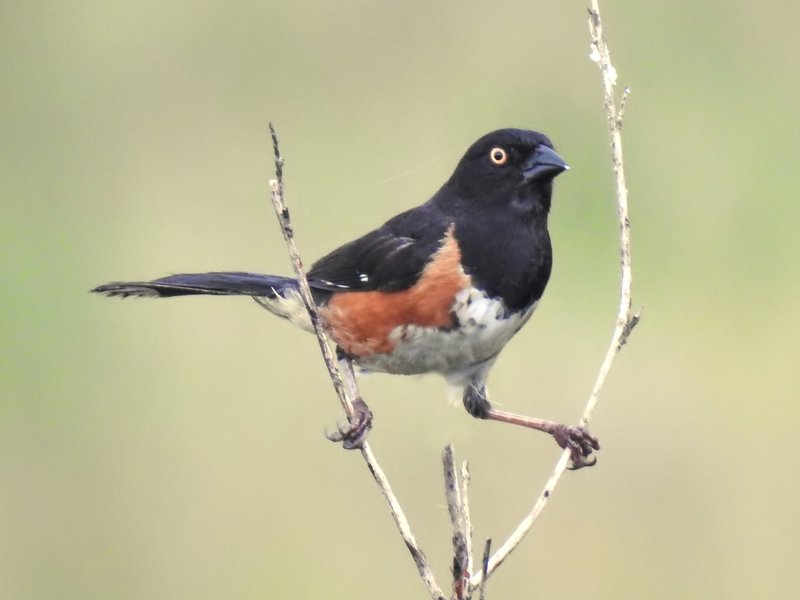 Eastern Towhee