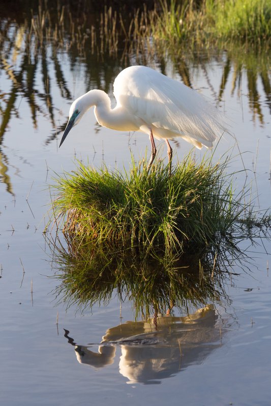 Great Egret