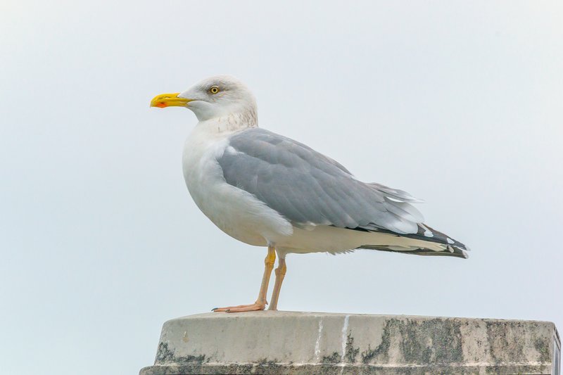 Herring Gull