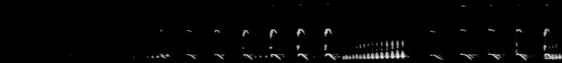 Spectrogram of a Lesser Yellowlegs call: time runs left to right and pitch rises upward