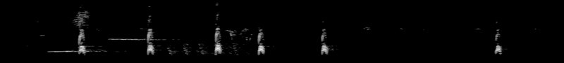 Spectrogram of a Song Sparrow call: time runs left to right and pitch rises upward