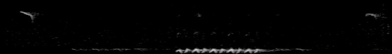 Spectrogram of a Tufted Titmouse song: time runs left to right and pitch rises upward
