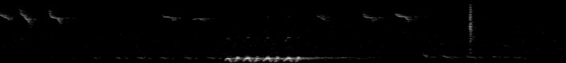 Spectrogram of a Tufted Titmouse song: time runs left to right and pitch rises upward