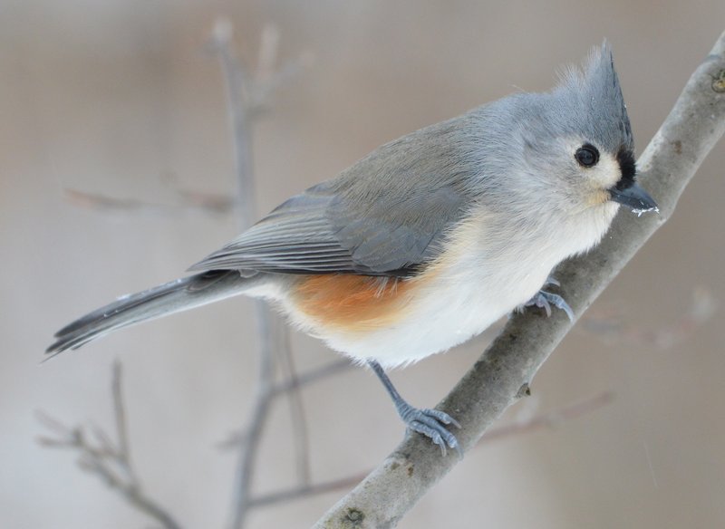 Tufted Titmouse