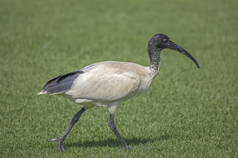 White Ibis