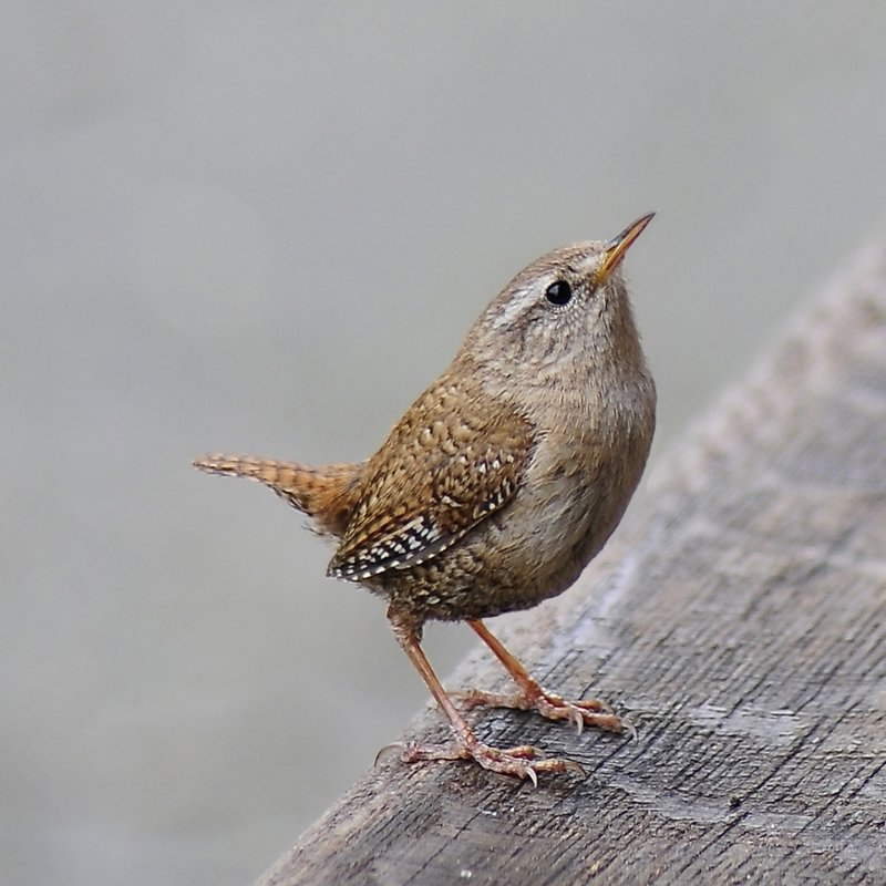 Winter Wren